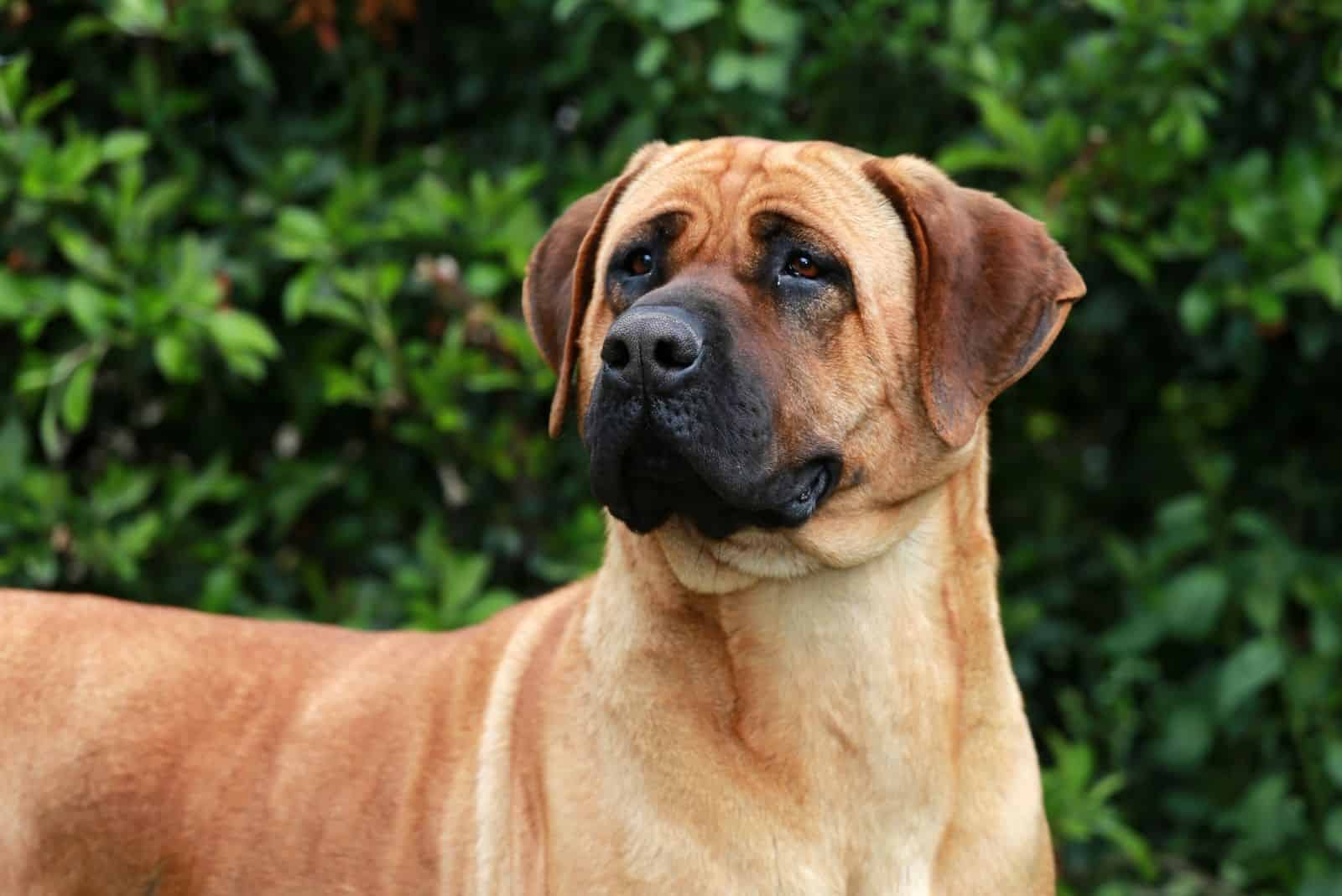 Bullmastiff German Shepherd Mix