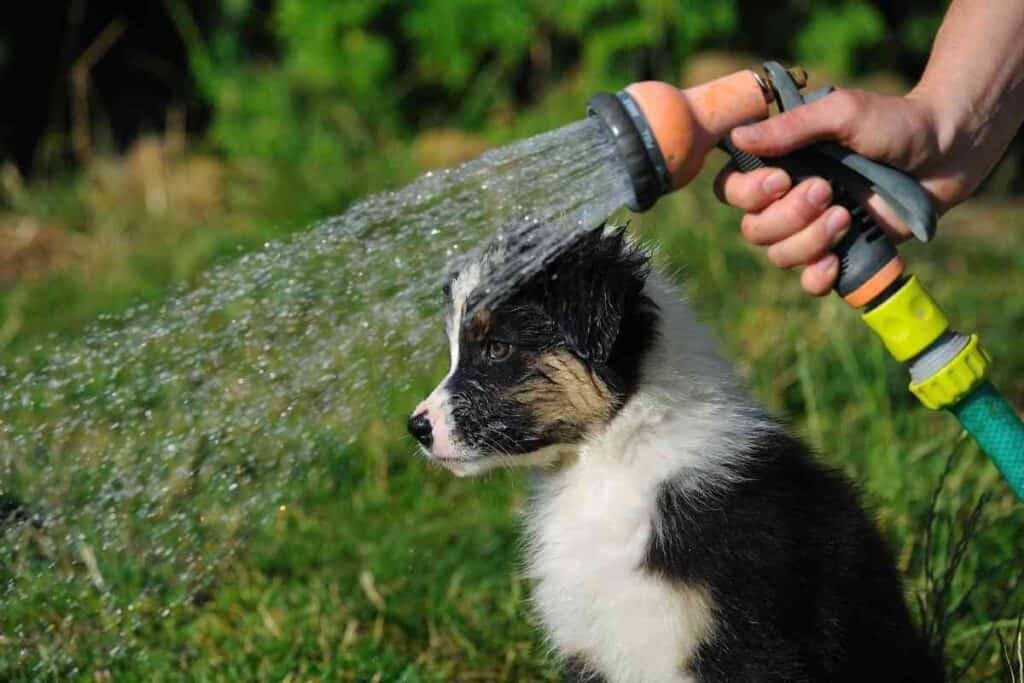 How Often Should I Bathe My Australian Shepherd?