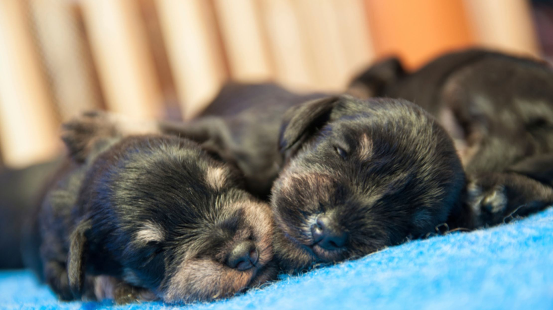 What Does It Mean If A Puppy Is Born With Its Eyes Open?