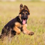 When Do German Shepherds Calm Down?