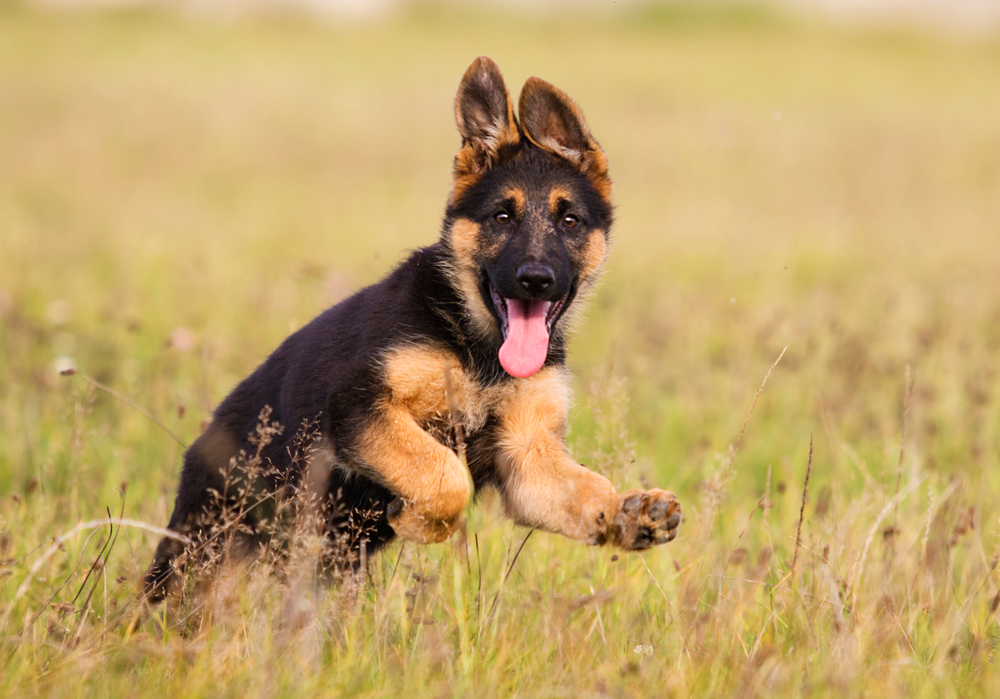 how quickly do german shepherds grow